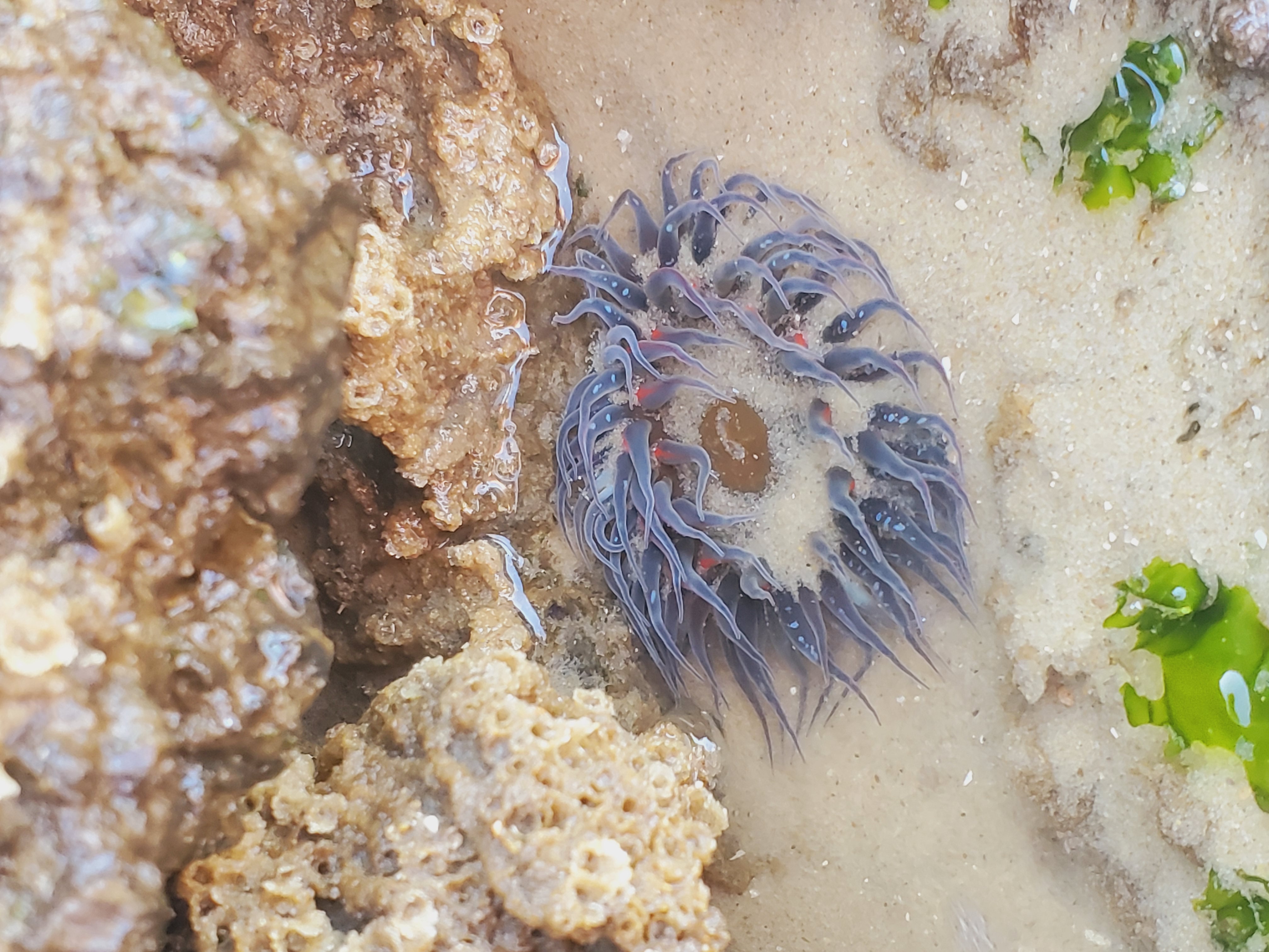 Photo en gros plan d'une anémone de mer mauve semi immergée sous une eau de mer transparente, entourée de sable fin et clair et accrochée à des rochers clairs.