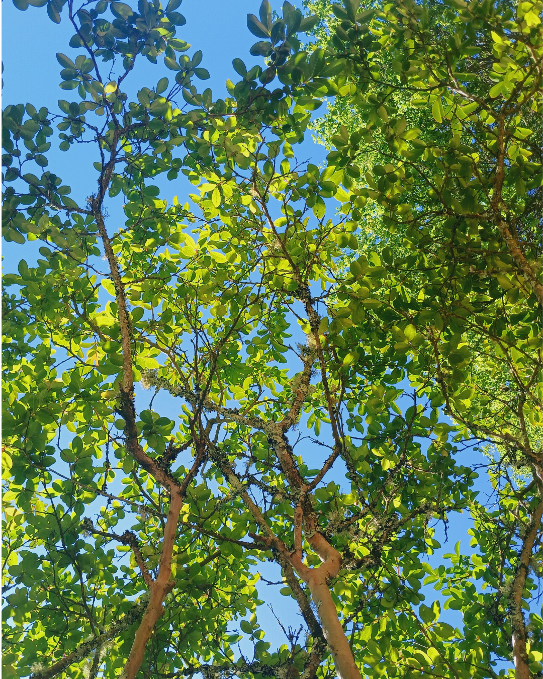 Branches aux feuilles vert vif de lagerstromia éclairées par le soleil et derrière lesquelles on entrevoit un ciel bleu vif