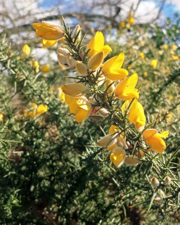 Photo en gros plan d'une branche d'ajonc épineuse recouverte de fleurs jaunes et de bourgeons velus