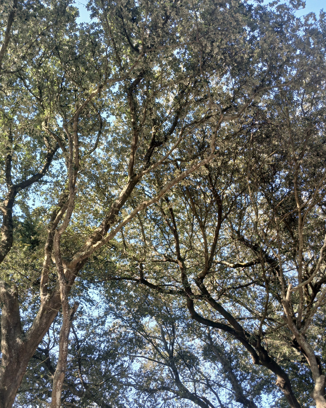 Canopée formée par les branches fines et les feuilles de plusieurs chênes californiens derrière laquelle on distingue le bleu clair du ciel