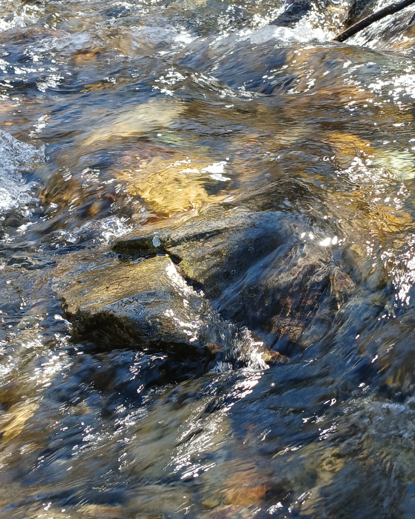 Photo en gros plan de l'eau vive d'un petit ruisseau rencontré dans les Pyrénées, où le courant enveloppe les rochers émergés.