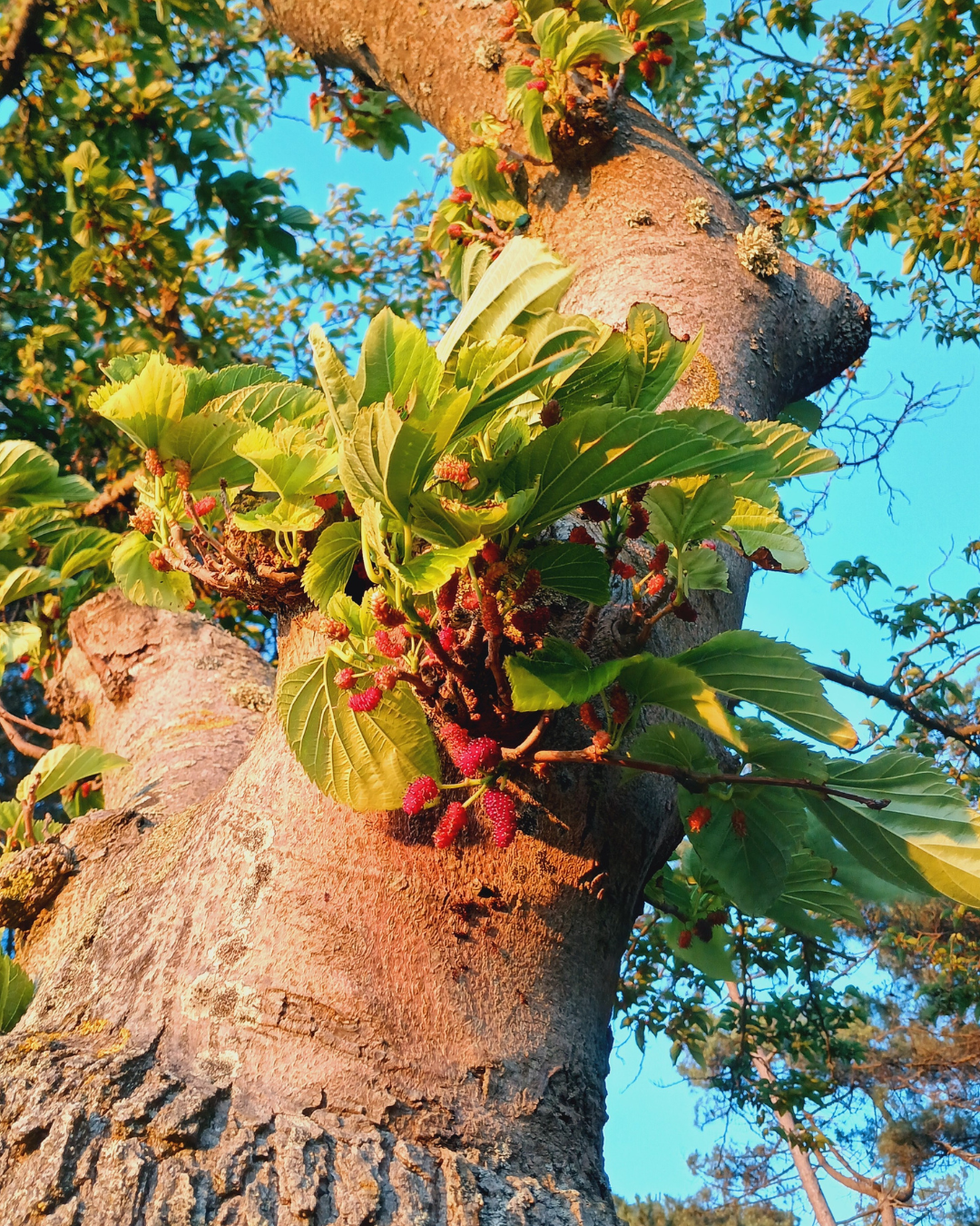 Tronc en contre-plongée d'un mûrier platane d'où sortent des feuilles vert vif et des mûres rouge vif devant un ciel bleu