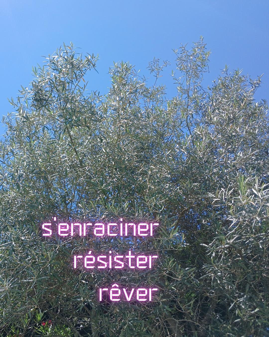 branches d'un olivier qui se déploient sur un ciel bleu vif