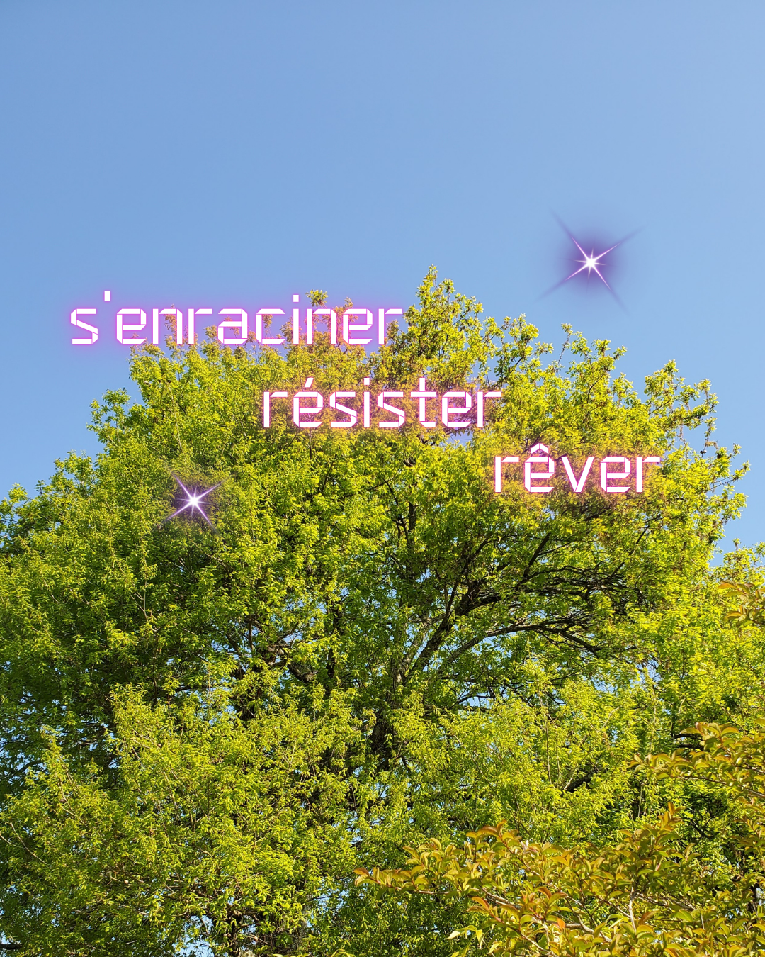 Photo du chêne du voisinage que je peux admirer au quotidien, et qui se déploie ici verdoyant et majestueux devant un ciel printanier tout bleu, devant lui les feuilles et branches d'un lagerstromia beaucoup plus petit dont on distingue le sommet.