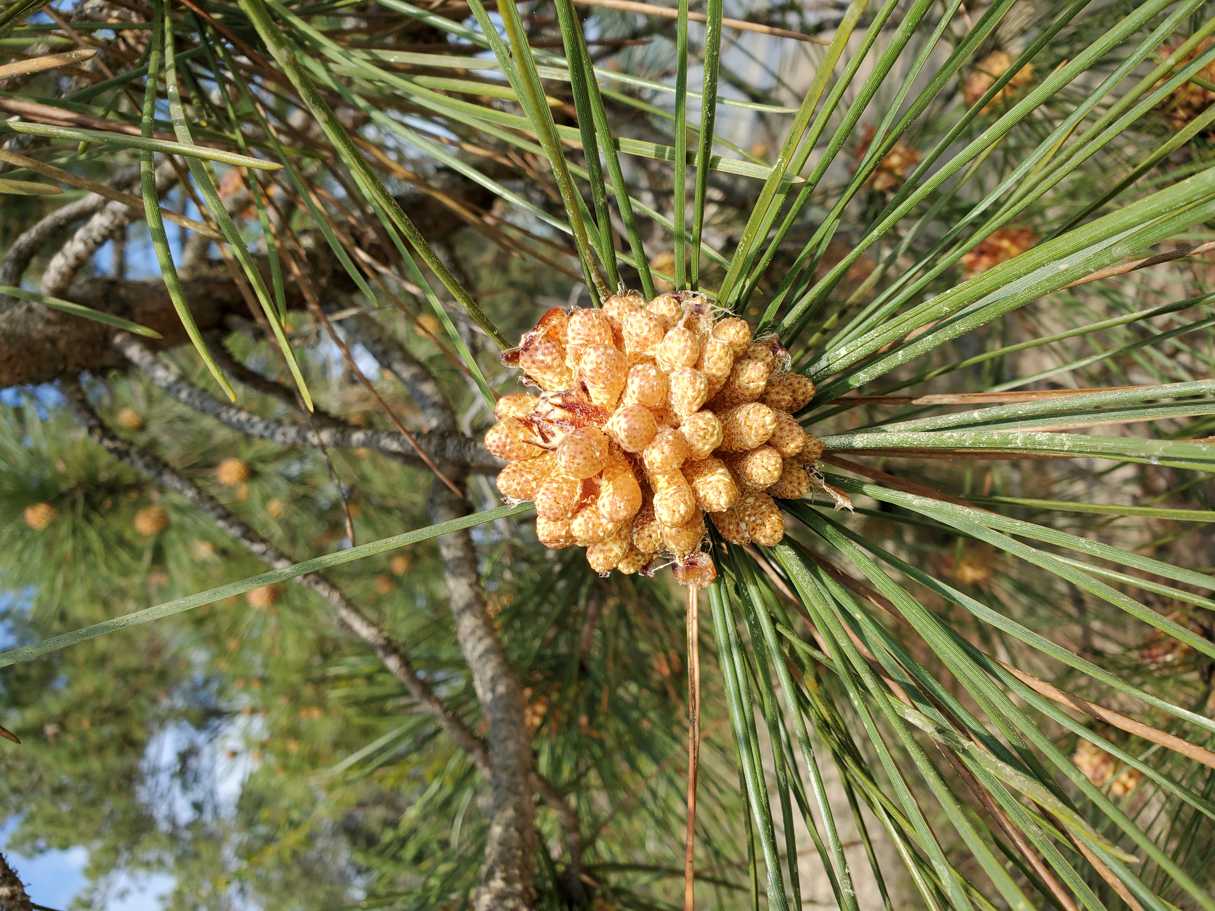 Photo en gros plan d'une jeune pigne sur un pin ensoleillé, elle ressemble à un amas de miel pops et est entourée d'aiguilles de pin vertes.