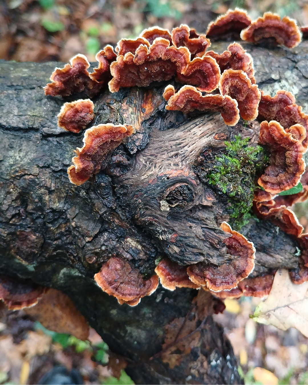 Souche d'arbre marron foncé sur laquelle poussent des champignons orangés qui ressemblent à des fleurs