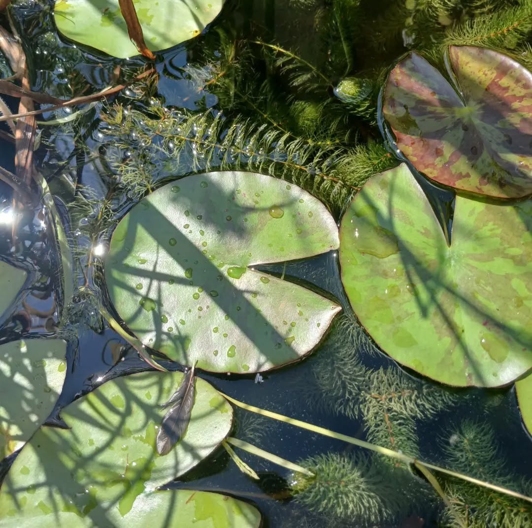 Photo en gros plan d'un plan d'eau recouvert de feuilles de nénuphars vertes perlées d'eau et recouvertes de soleil, dans l'eau tout autour s'entremêlent des plantes oxygénantes vertes, des tiges séchées et une petite plume d'oiseau grise.