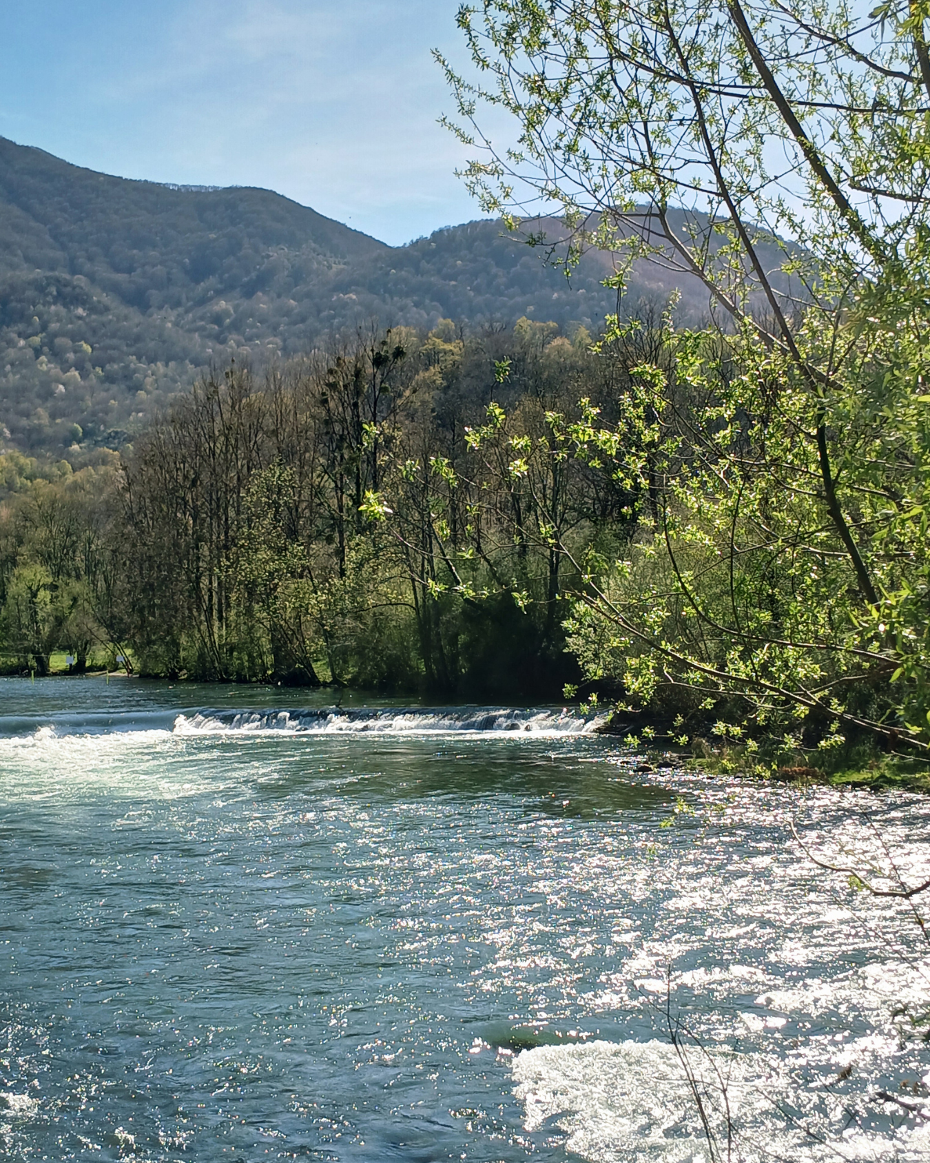 Photo du gave de Pau, une rivière des Pyrénées, qu'on voit s'écouler entre les arbres verdoyants et les montagnes en arrière plan sous un grand soleil qui fait miroiter l'au à un endroit où le courant est très fort.