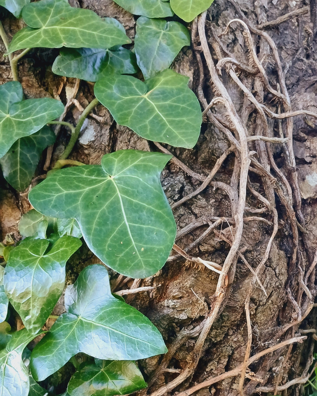 Feuilles de lierre les unes au-dessus des autres à gauche de l'image, à droite on voit leurs racines entremêlées sur le tronc d'arbre qui les soutient.