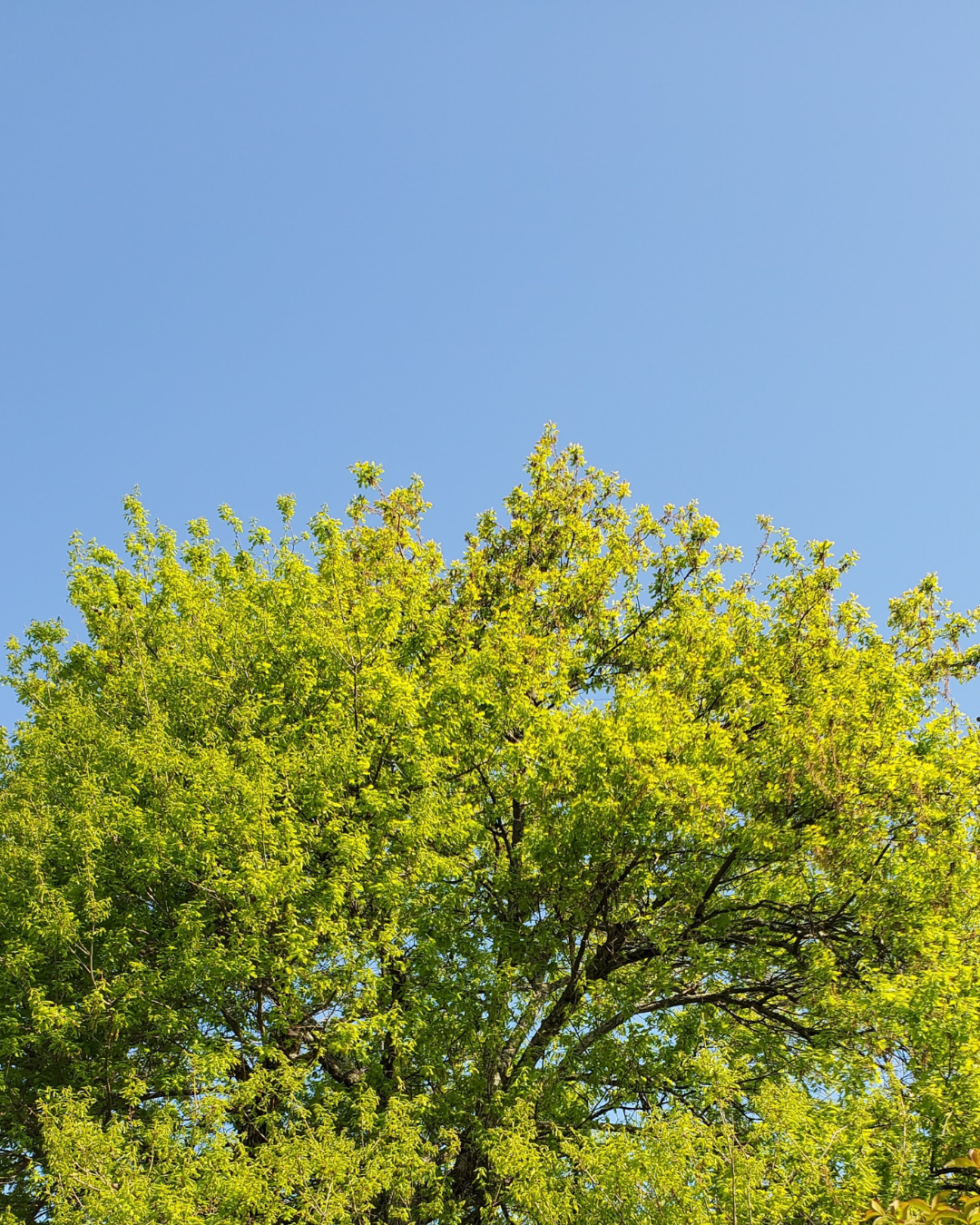 Photo ddu sommet d'un chêne printannier aux feuilles vert vif devant un ciel bleu éclatant