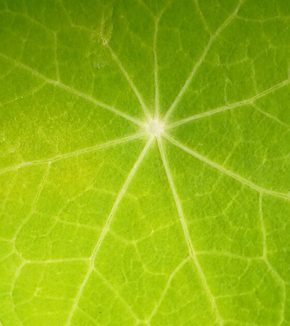 Photo en très gros plan d’une feuille de capucine vert clair. Son centre blanc se déploie en fines nervures comme les rayons d’un long soleil-araignée. Entre chaque rayon on distingue d’autres fines nervure qui donnent à la feuille une texture marbrée