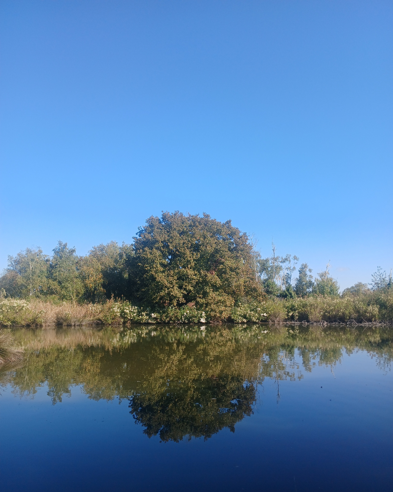 Rivière bleue foncé au soleil avec un grand chêne sur la rive en face qui se reflète dans l'eau comme un miroir devant un grand ciel bleu clair.