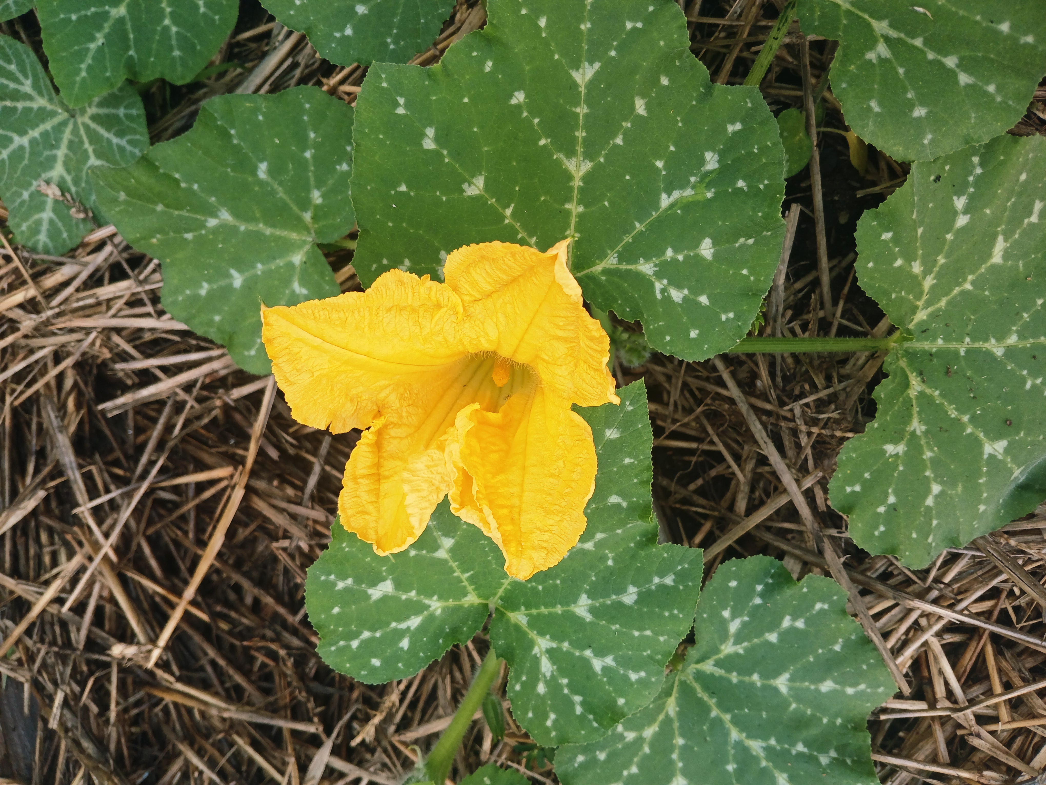 Photo n gros plan d'une fleur de melon jaune déployée, entourée de feuilles vertes tachetées de blanc, sur du paillis.