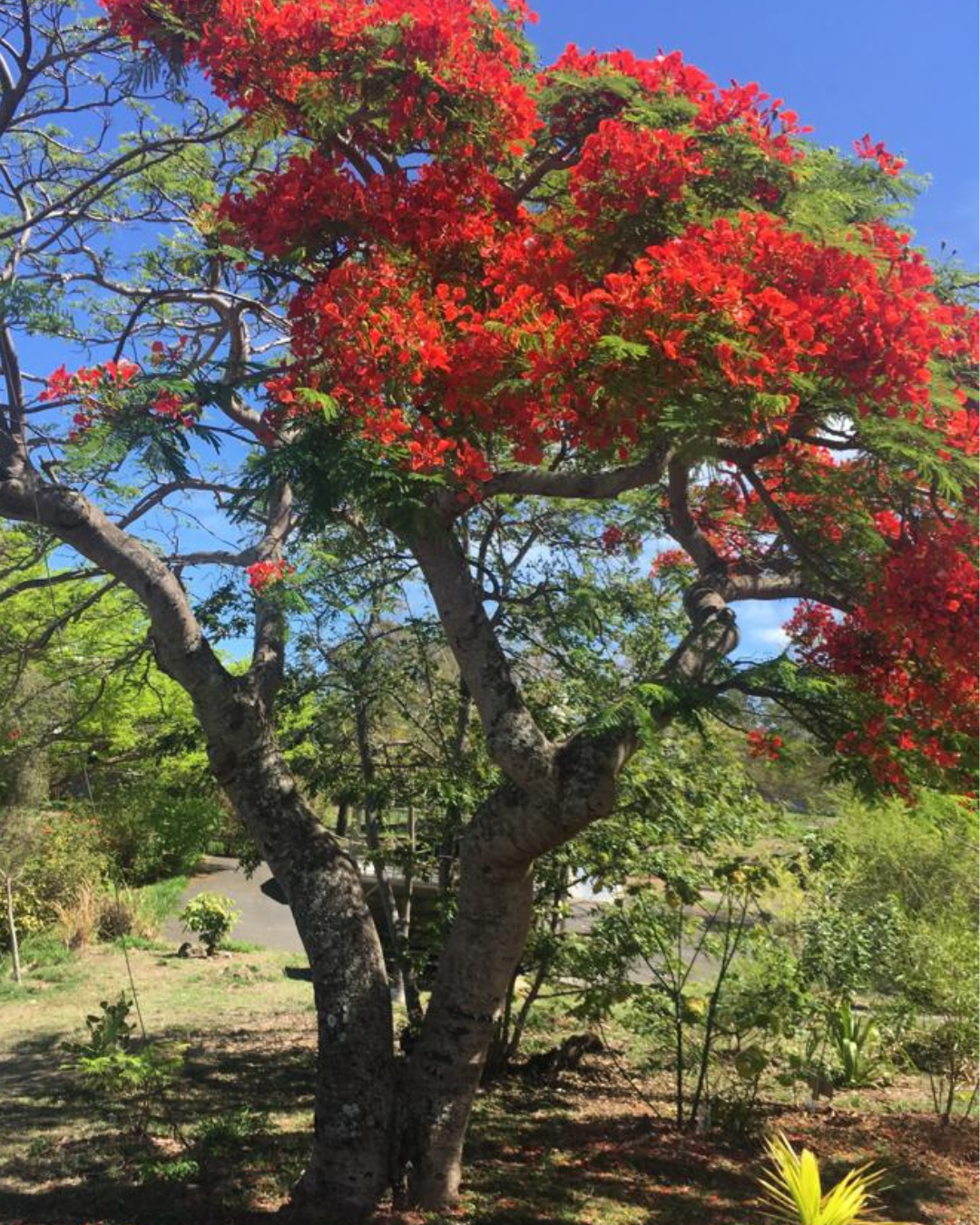 Flamboyant, un arbre aux fleurs rouges de la Réunion qui fleurit l'été en décembre